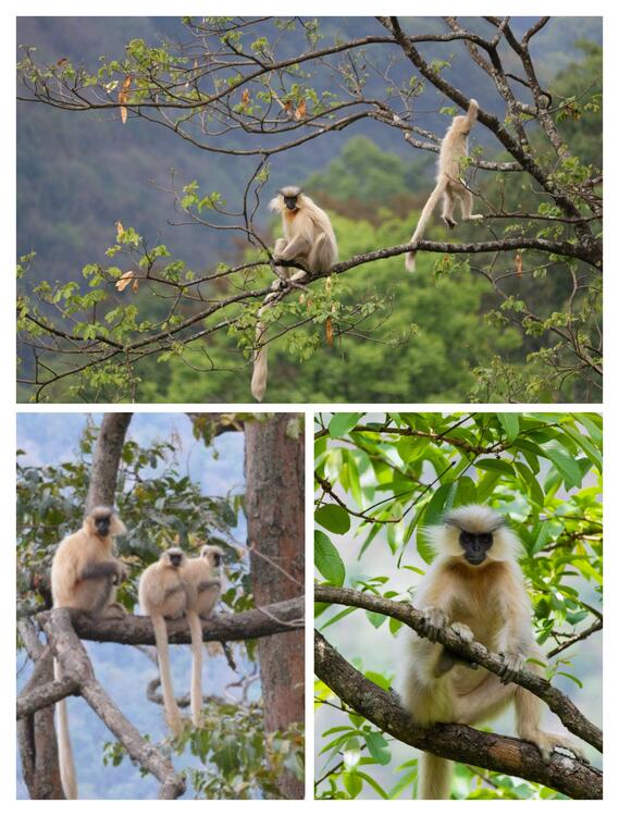 གཞལམ་སྒང་