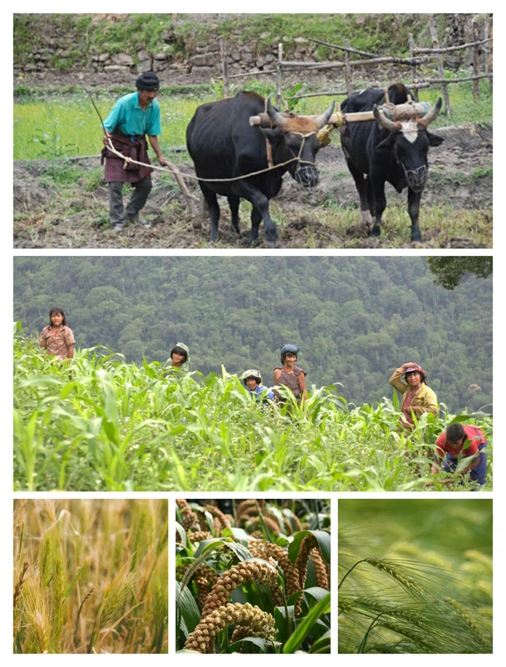 གཞལམ་སྒང་